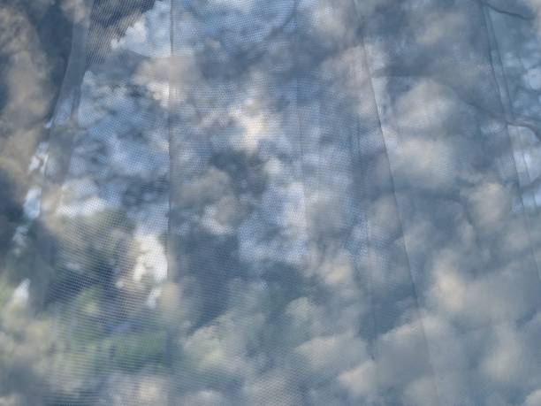 istock Transparent curtain and blurred big tree in the background.  Fluffy clouds. 1363119939