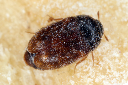 Khapra beetle Trogoderma granarium Dermestidae family pest of stored grain