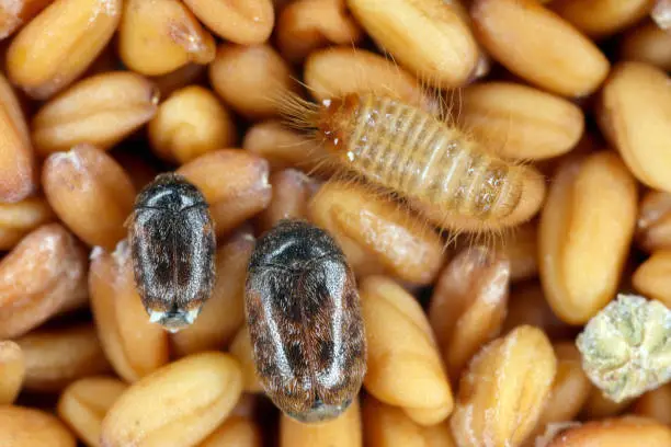 Khapra beetle Trogoderma granarium Dermestidae family pest of stored grain. Beetles and larvae on seeds.