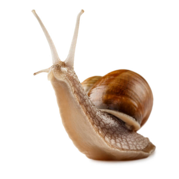 Garden snail Garden snail isolated on white. mollusca stock pictures, royalty-free photos & images