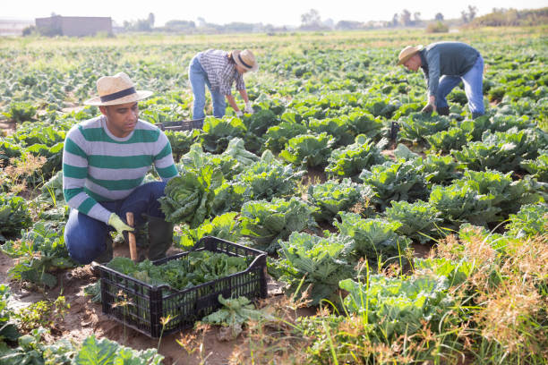 istock Successful man harvesting ripe cabbage on the field 1363121424