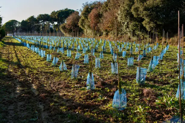 Photo of Spruce tree nursery for reforestation.