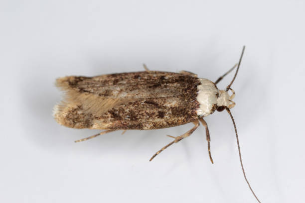 istock A white shouldered house moth - Endrosis sarcitrella a common house pest that breeds all year round and it is fond of grain, cereals, wool and other fabrics 1363121816