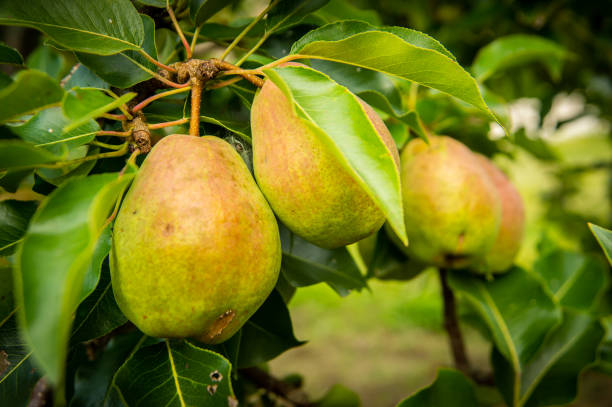 istock Antonia's Pears 1363124860