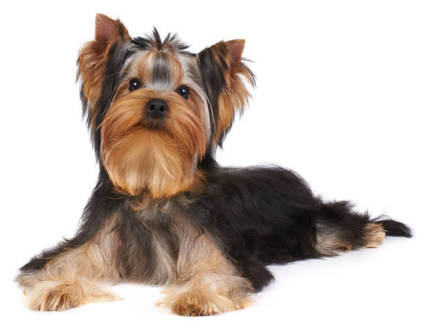 istock Puppy of the Yorkshire Terrier 136312552