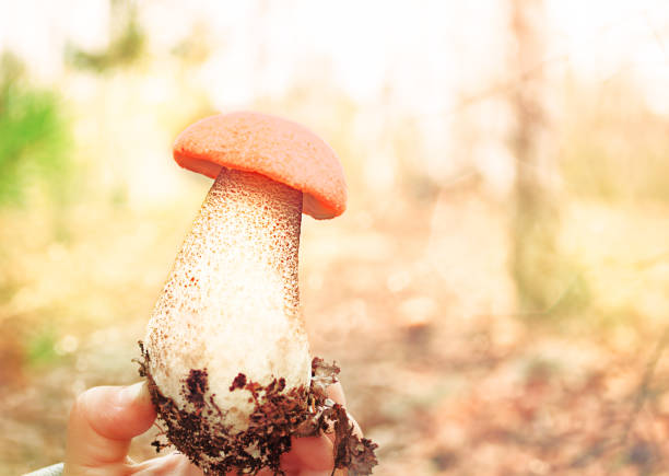 One person holds the found mushroom with his fingers in the forest in the mushroom season