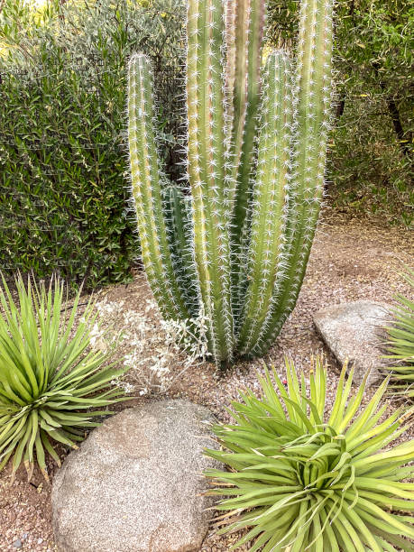 istock Sonoran Desert, Arizona 1363127228