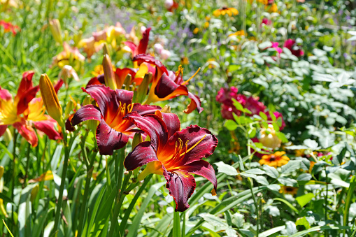 daylily of the species Vienna Nightstreet in summer garden