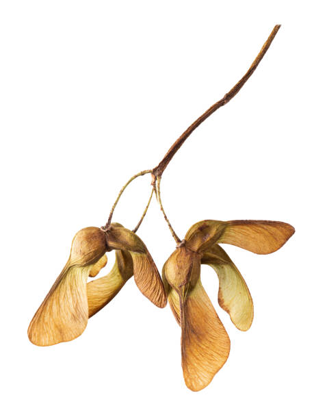 エイサー擬何形、シカモアの木の種子、白で分離。 - maple keys ストックフォトと画像