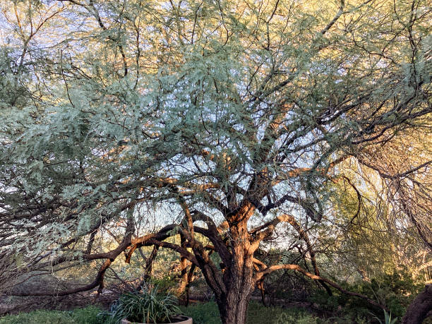 One Palm Tree