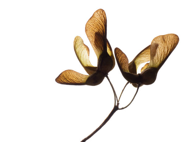 istock Acer pseudoplatanus, sycamore tree seeds, Isolated on white. 1363127521