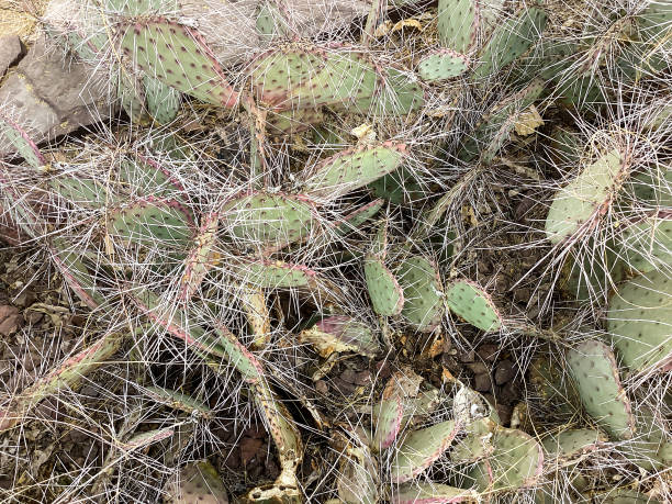 istock Sonoran Desert, Arizona 1363127601