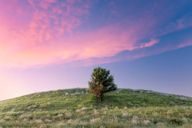 istock A green grass hill with a single tree among wildflowers and grass under the beautiful blue dusk sky with pink clouds. Idyllic summer nature background. 1363128297