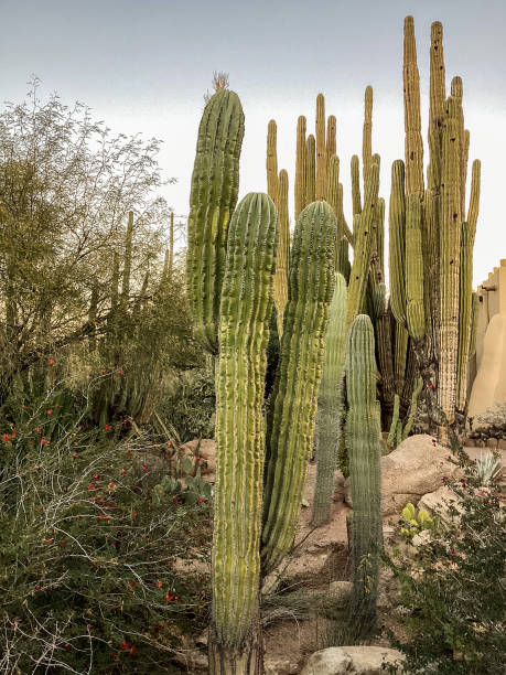 istock Sonoran Desert, Arizona 1363128298