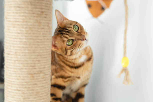 istock The Bengal cat looks with interest at the ginger teddy mouse. 1363131179