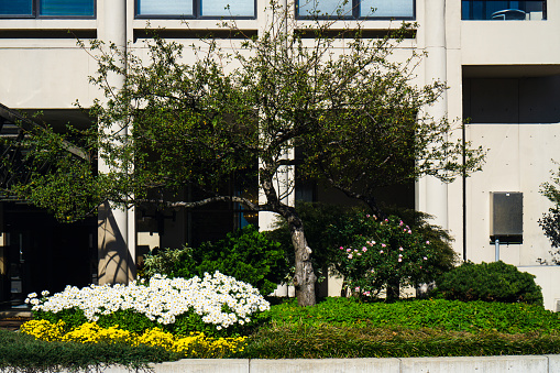 Trees, plants and flowers in front of a building facade in a city