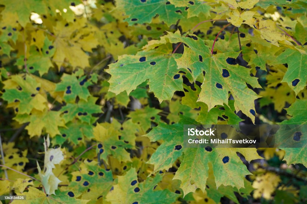 Maple Tree Tar Spot autumn yellow leaves maple tree black dots Rhytisma acerinum Maple Tree Tar Spot. autumn yellow leaves of maple tree. with black dots. Rhytisma acerinum. High quality photo Maple Tree Stock Photo