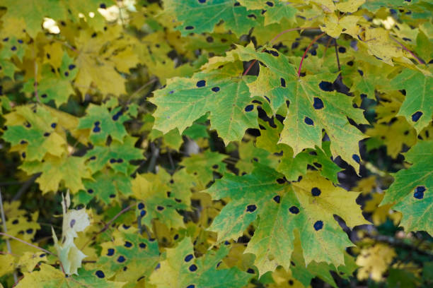 Maple Tree Tar Spot autumn yellow leaves maple tree black dots Rhytisma acerinum Maple Tree Tar Spot. autumn yellow leaves of maple tree. with black dots. Rhytisma acerinum. High quality photo black tar stock pictures, royalty-free photos & images