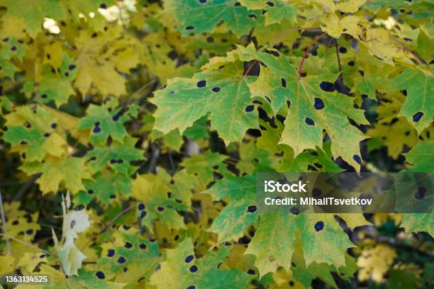 Maple Tree Tar Spot Autumn Yellow Leaves Maple Tree Black Dots Rhytisma Acerinum Stock Photo - Download Image Now
