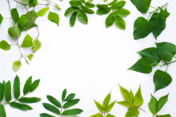 istock Green leaves on white background 1363135793