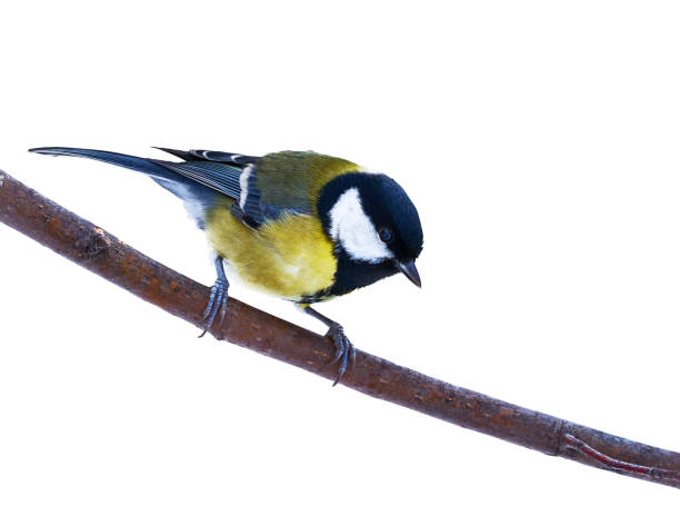 Tit. Bird on white isolated background with clipping path. A tit  sits on a branch. Close-up. Nature.
