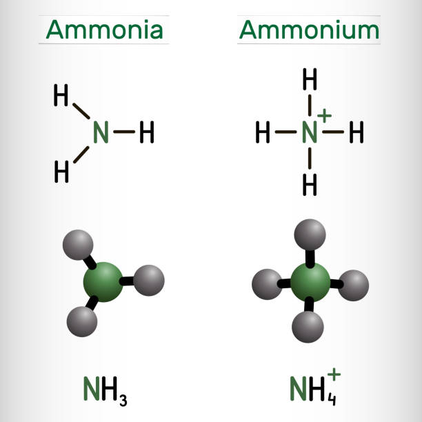 Ammonium cation, NH4 and ammonia, NH3 molecule. Structural chemical formula and molecule model Ammonium cation, NH4 and ammonia, NH3 molecule. Structural chemical formula and molecule model. Vector illustration ammonium nitrate stock illustrations