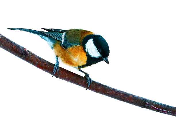 istock Tit. Bird on white isolated background with clipping path. A tit  sits on a branch. Close-up. Nature. 1363136030