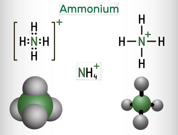 Ammonium cation, azanium molecule. It is positively charged polyatomic ion. Structural chemical formula and molecule model Ammonium cation, azanium molecule. It is positively charged polyatomic ion. Structural chemical formula and molecule model. Vector illustration ammonium nitrate stock illustrations