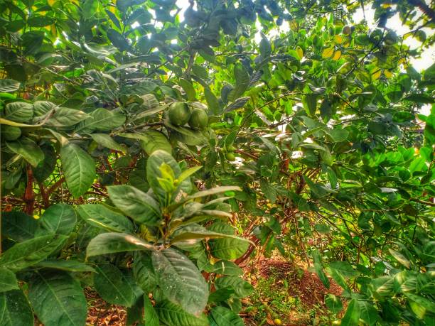 istock Green loquat plant 1363136987