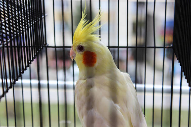istock Yellow cockatiel is looking 1363137146