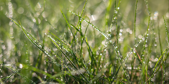 Natural background texture, banner. For the design of sites. Headband. Green grass with drops of water. High quality photo