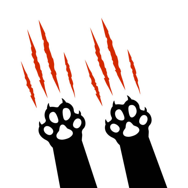 czarna sylwetka z nadrukiem łapy kota z czerwonymi śladami pazurów, zadrapaniami, cięciami szponów, śladem izolowanym na białym tle. - bear paw claw blood stock illustrations