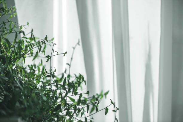 istock plant with small green leaves by the window 1363138581