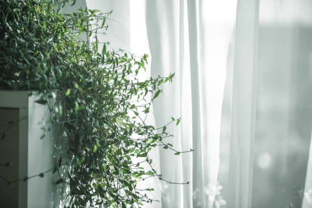istock plant with small green leaves by the window 1363138721