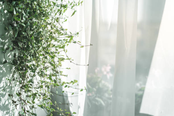 istock plant with small green leaves by the window 1363138745