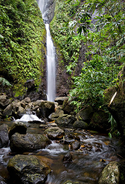 istock Waterfall on a stream in tropical forest Tahiti 136314002