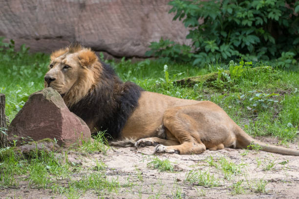 istock a lion in the zoo 1363140027
