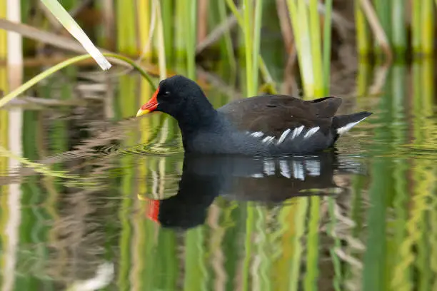 A common moorhen reflected in water while swimming in a natural pond.