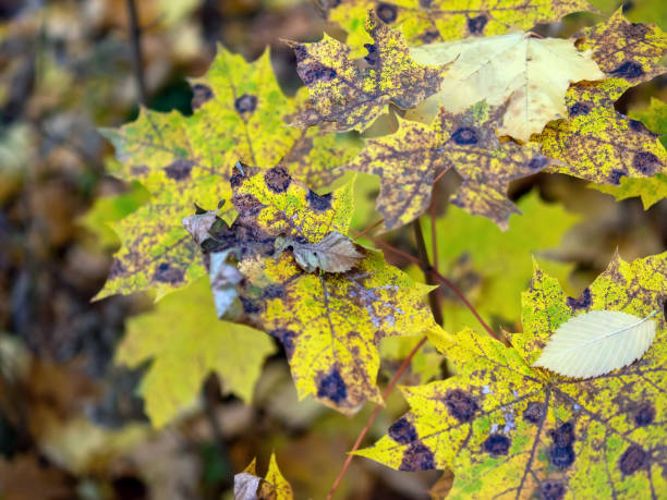 istock yellow maple leaves in the forest 1363141330