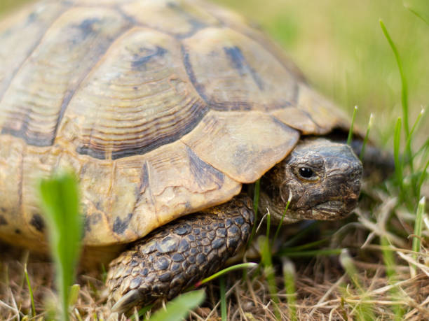 istock A closeup of a gopher tortoise reptile in nature with fresh grass 1363142321