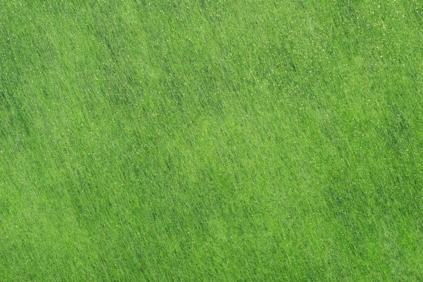 A sheet of green ornamental interlining (non-woven fabric) with golden glitter dots
