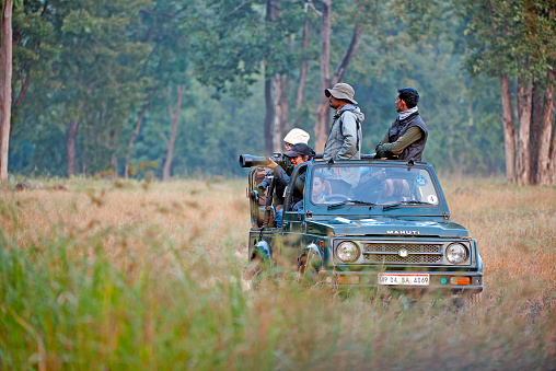 Tourists and trackers in open-topped jeep off road 4x4 pause in long grass for animal viewing in Kanha National Park, Madhya Pradesh, India. Safari vehicles are invaluable for transportation and wildlife viewing in the jungles and forests of Indian national parks where game can move quickly and tracking is prohibited on foot