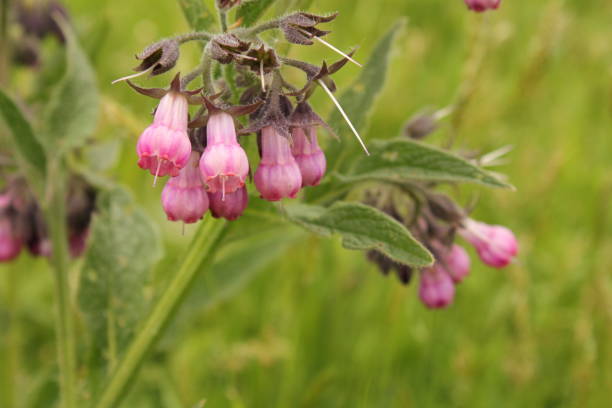 istock a bunch pink comfrey flowers at a plant with a green background 1363143877