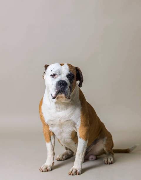 портрет американского бульдога в студии - american bulldog стоков�ые фото и изображения