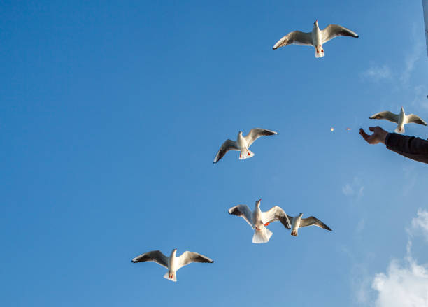 Photo of Low angle view of seagulls take food from human hands, Istanbul, Turkey