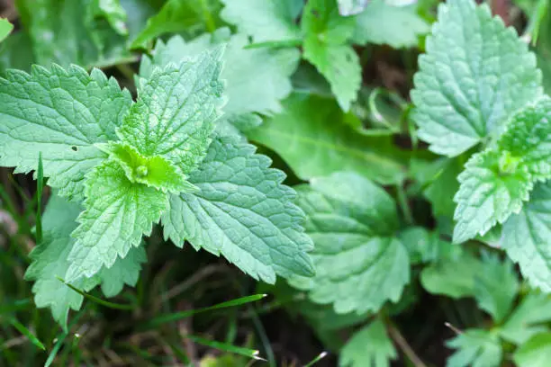Green leaves of the Urtica, nettles or stinging nettles, close up photo