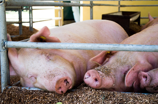 sleeping farm pigs