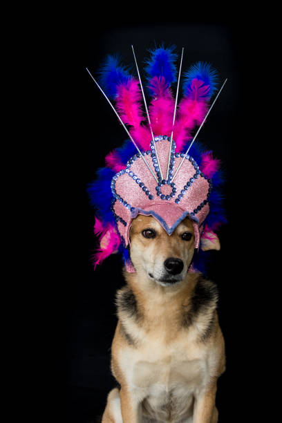 istock Portrait of a dog dressed for carnival, with feathers, sequins and glitters 1363146549