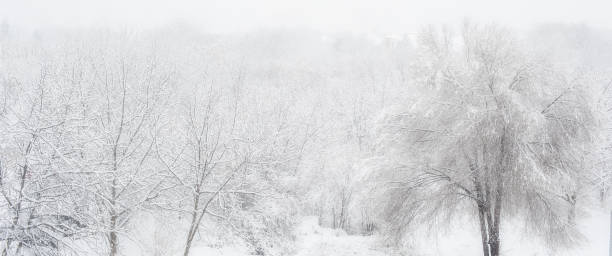 istock Creative artistic abstract background of frozen winter forest snowy tree 1363146828