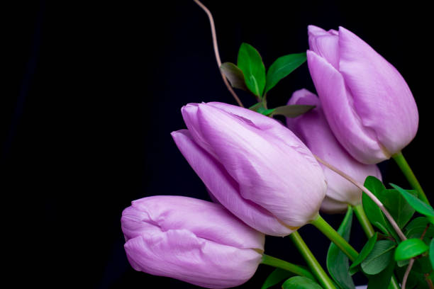 Vertical photo with copy space and selective focus on purple tulips in a pot inside a house